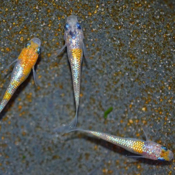 【メダカ】雷霆 幼魚10匹 【発送可】 幼魚MSサイズ】夜桜ブルー 雷霆メダカ 幼魚5匹+α 【本州(中国、四国