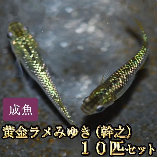 メダカ 黄金ラメみゆき 幹之 めだか 虹色ラメ 10匹セット Sonicacts Com