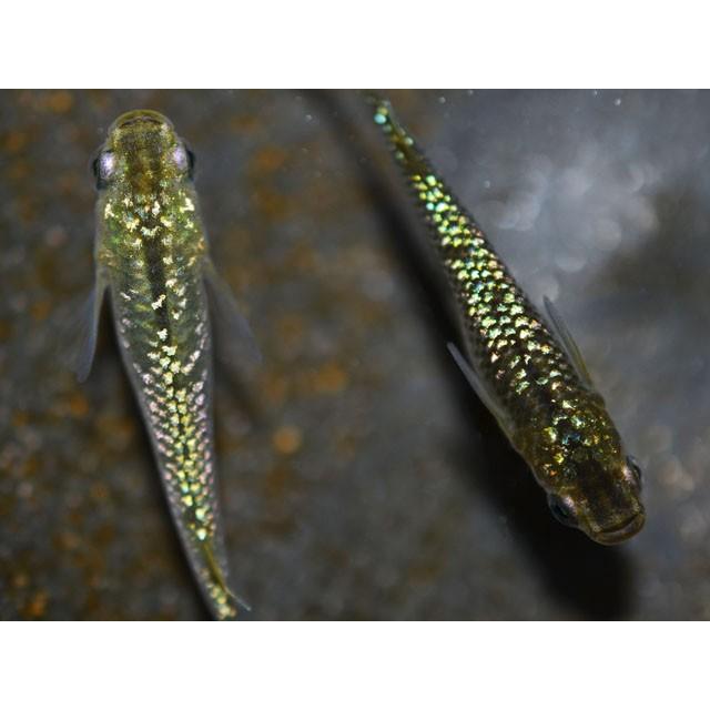 期間限定送料無料 メダカ 黄金ラメみゆき 幹之 めだか 虹色ラメ 未選別 稚魚 Ss Sサイズ 10匹セット 限定大特価 Neotextreview Com