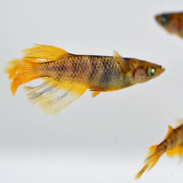 メダカ / 金閣めだか 未選別 稚魚 SS-Sサイズ 10匹セット |  | 01