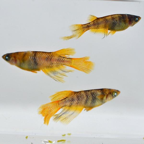 メダカ / 金閣めだか 未選別 稚魚 SS-Sサイズ 10匹セット |  | 02