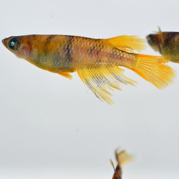 メダカ / 金閣めだか 未選別 稚魚 SS-Sサイズ 10匹セット |  | 03