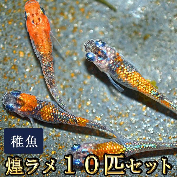 メダカ / 煌ラメめだか 未選別 稚魚 SS-Sサイズ 10匹セット / きらめきラメ｜medakastory