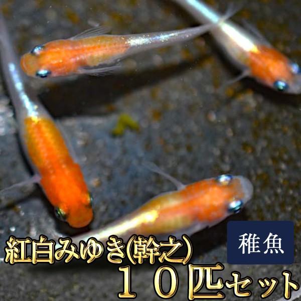 新しい季節 メダカ 紅白みゆき 幹之 めだか 体外光 未選別 稚魚 Ss Sサイズ 10匹セット