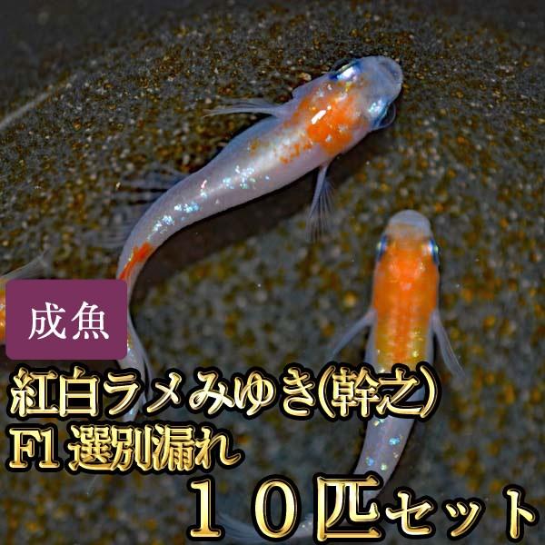 メダカ / 新系統 / 紅白ラメみゆき（幹之）めだか 虹色ラメ F1 選別漏れ 10匹セット｜medakastory