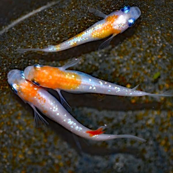 定番のお歳暮 冬ギフト メダカ 新系統 紅白ラメみゆき 幹之 めだか 虹色ラメ 未選別 稚魚 Ss Sサイズ 10匹セット 限定大特価 Aynaelda Com