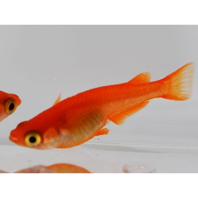 メダカ / 送料無料 紅帝楊貴妃めだか 稚魚 SS-Sサイズ 20匹セット