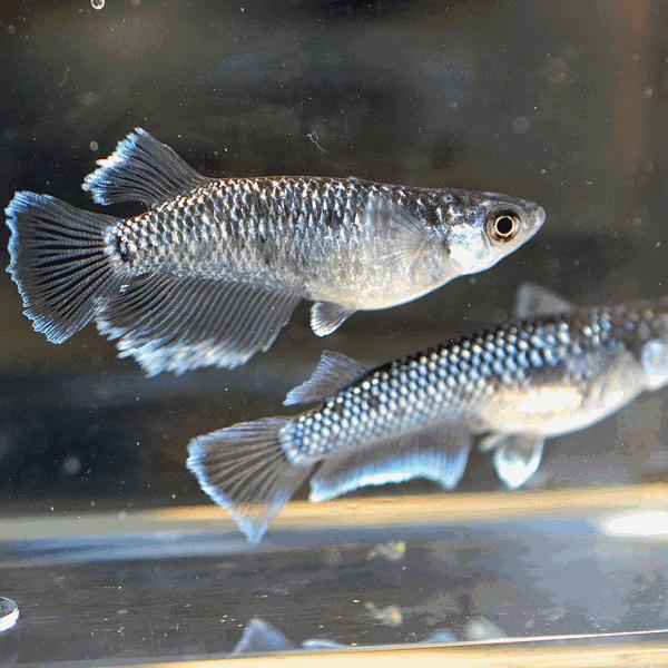 メダカ / ミッドナイトフリルめだか ラメタイプ 5匹セット : めだか