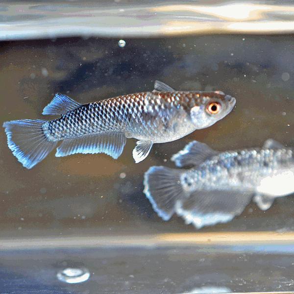 メダカ / ミッドナイトフリルめだか ラメタイプ 未選別 稚魚 SS