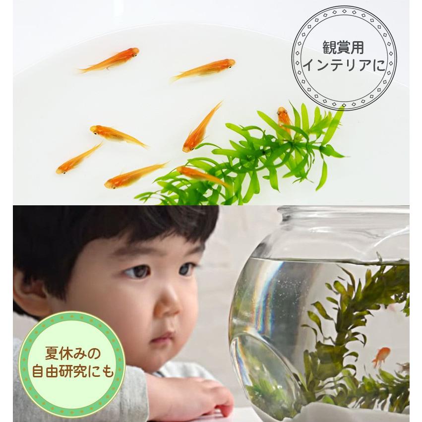 メダカ / 送料無料 めだか色々お楽しみ10匹セット （※沖縄は別途送料