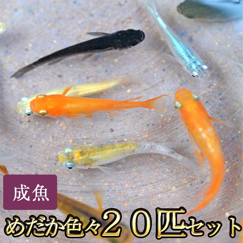 熱帯魚・アクアリウム用品カテゴリの流行りランキング2位の商品