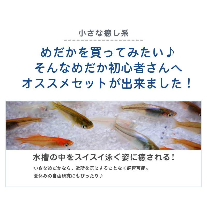 メダカ / 送料無料　めだか色々お楽しみ20匹セット　（※沖縄は別途送料必要）　限定大特価｜medakastory｜02