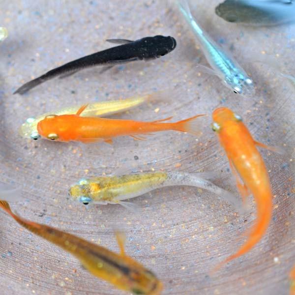 メダカ めだか色々お楽しみ 稚魚 限定大特価 宅送 Ss Sサイズ 10匹セット
