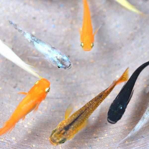 メダカ めだか色々お楽しみ 稚魚 Ss Sサイズ 10匹セット Mixss10 めだか物語ヤフーショップ 通販 Yahoo ショッピング