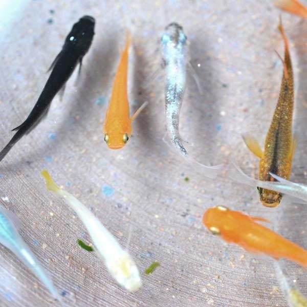 メダカ めだか色々お楽しみ 稚魚 Ss Sサイズ 10匹セット Mixss10 めだか物語ヤフーショップ 通販 Yahoo ショッピング