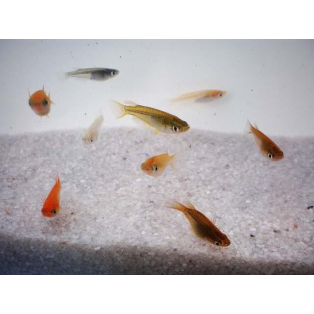 メダカ めだか色々お楽しみ 稚魚 Ss Sサイズ 10匹セット Mixss10 めだか物語ヤフーショップ 通販 Yahoo ショッピング