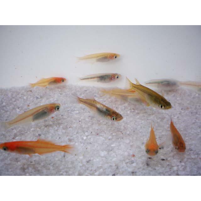 メダカ / 送料無料 めだか色々お楽しみ 稚魚 SS-Sサイズ 20匹セット