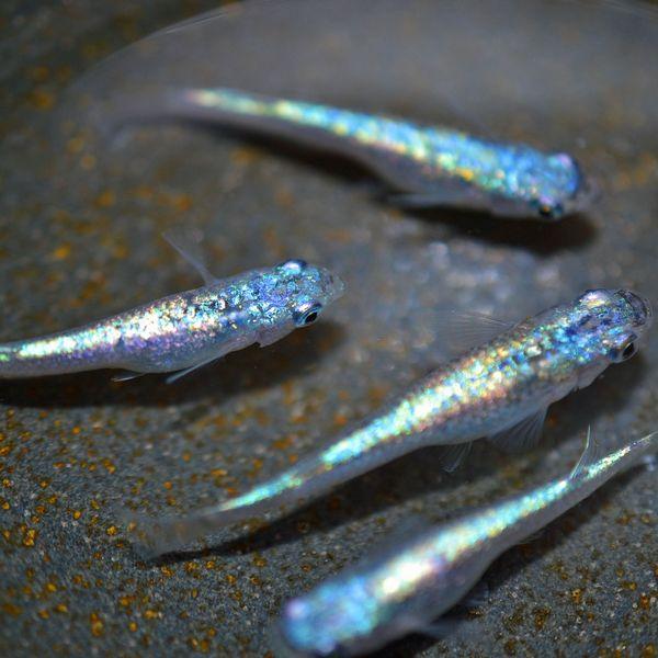 ネプチューンだるま　稚魚　　めだかメダカ メダカ / ネプチューンめだか 未選別 稚魚 SS-Sサイズ 10匹セット