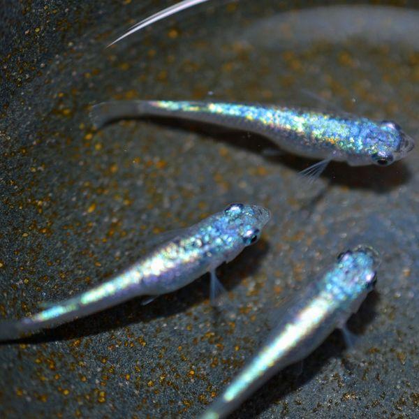 メダカ / ネプチューンめだか 未選別 稚魚 SS-Sサイズ 10匹セット