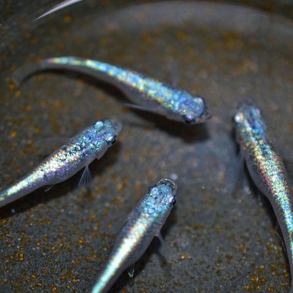 メダカ / ネプチューンめだか 未選別 稚魚 SS-Sサイズ 10匹