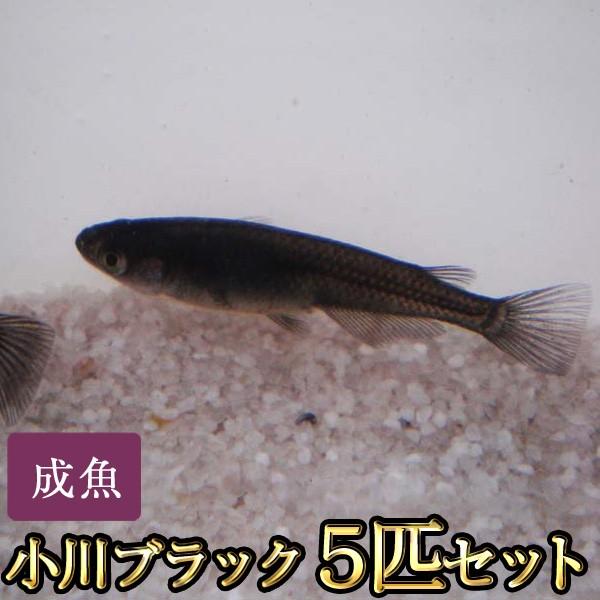 メダカ 小川ブラックめだか 5匹セット Cicweb It