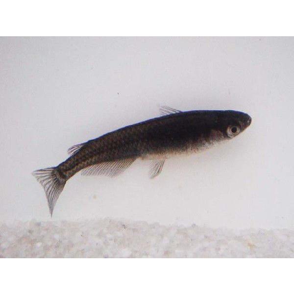 在庫限り メダカ 小川ブラックめだか 稚魚 Ss Sサイズ 匹セット 直営店