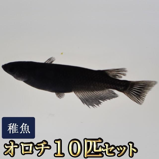 メダカ 送料無料 オロチめだか 稚魚 Ss Sサイズ 10匹セット 沖縄は別途送料必要 Orotiss10so めだか物語ヤフーショップ 通販 Yahoo ショッピング