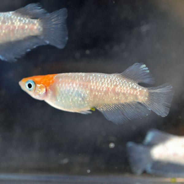 メダカ / 王彗華めだか 未選別 稚魚 SS-Sサイズ 10匹セット おうすいか