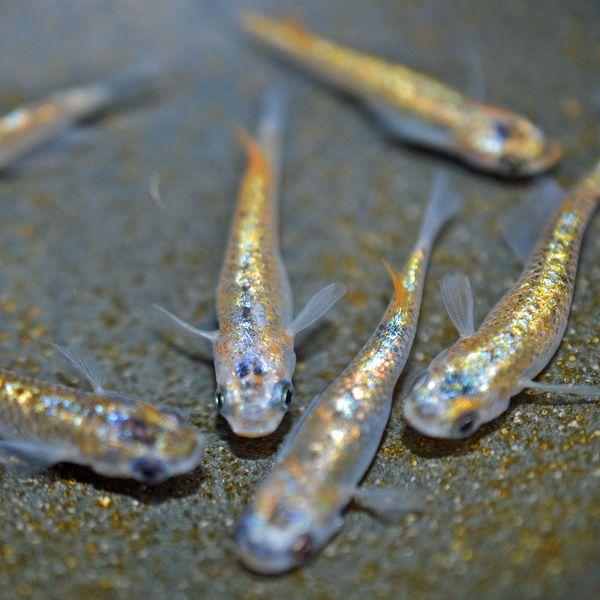 メダカ / プリンスめだか 未選別 稚魚 SS-Sサイズ 10匹セット : めだか