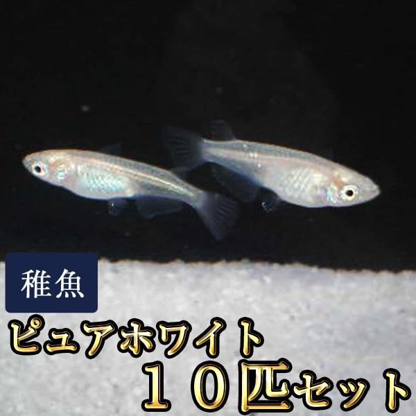 53 Off メダカ ピュアホワイトめだか 稚魚 Ss Sサイズ 10匹セット 限定大特価 Aynaelda Com