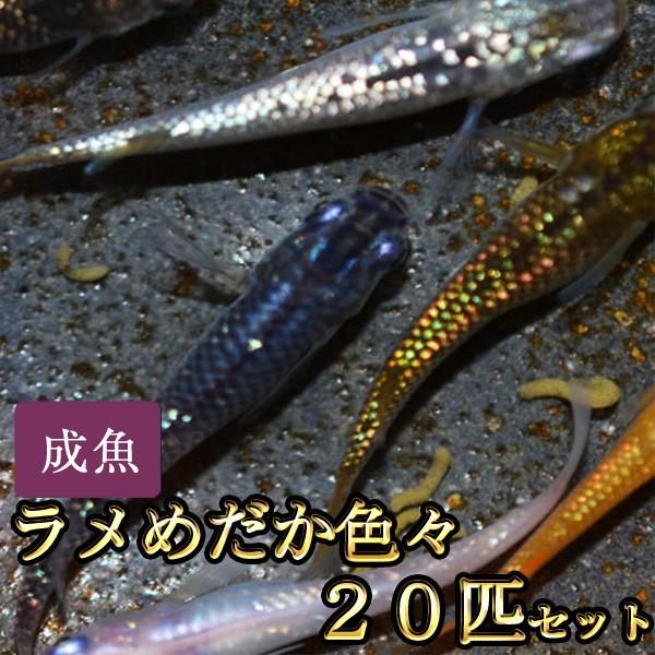 メダカ / 送料無料　ラメめだか色々お楽しみ20匹セット　（※沖縄は別途送料必要）　限定大特価 の商品画像
