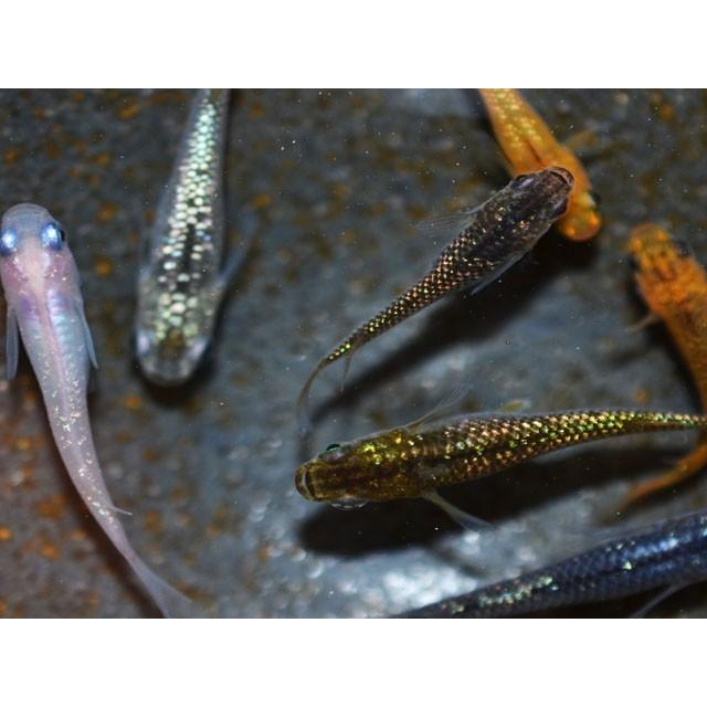 改良品種メダカ ラメミックス約30匹 値下げ