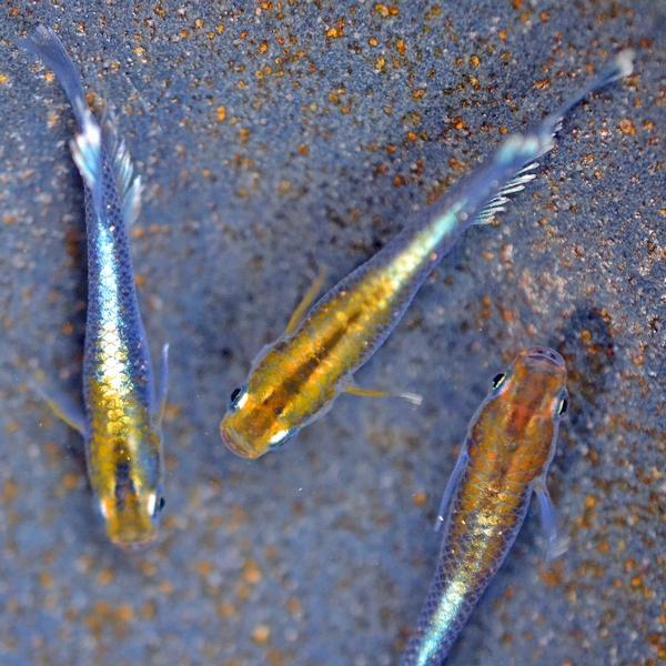 メダカ / レッドクリフめだか ダークタイプ 10匹セット : めだか物語