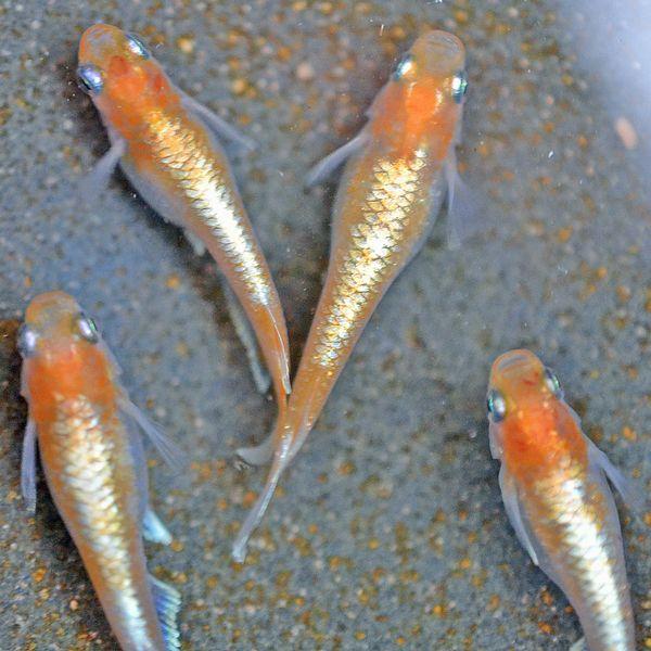 めだか（レクリス）Sサイズ無選別10匹…メダカ レクリス メダカ | JASMA 日本改良メダカの会