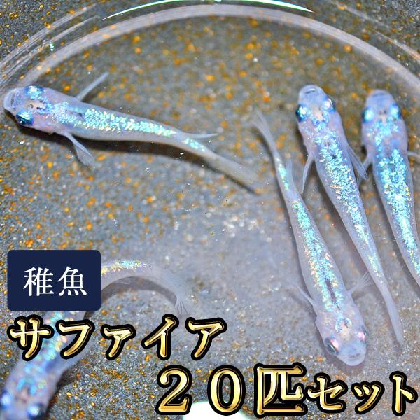 メダカ / 送料無料　サファイアめだか 未選別 稚魚 SS-Sサイズ 20匹セット　（※沖縄は別途送料必要 ）（Yahoo!・めだか物語ヤフーショップ）