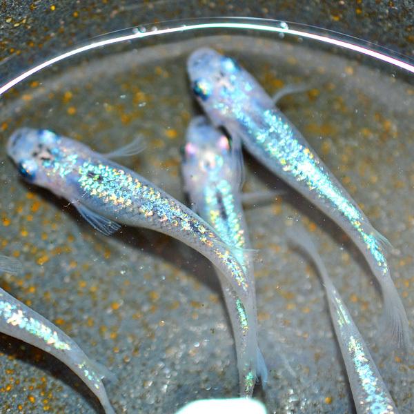 サファイア　稚魚、若魚100匹 メダカ/ サファイアめだか 稚魚10匹 /サファイアメダカ : めだかの市場