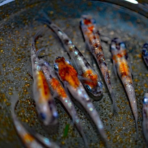 メダカ / 新系統 / 三色ラメみゆき(幹之)めだか 虹色ラメ 未選別 稚魚 SS-Sサイズ 10匹セット 限定大特価 :sanshokuramemiss10:めだか物語ヤフーショップ - 通販 - Yahoo!ショッピング メダカ / 新系統 / 三色ラメみゆき(幹之)めだか 虹色ラメ 未選別 稚魚 SS-Sサイズ 10匹セット 限定大特価 :sanshokuramemiss10:めだか物語ヤフーショップ - 通販 - Yahoo!ショッピング