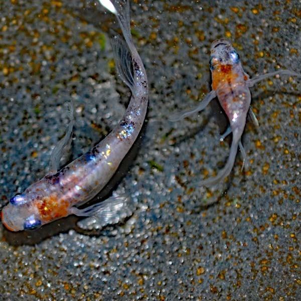 メダカ 三色ラメみゆき 幹之 ヒレ長スワローめだか 虹色ラメ 未選別 稚魚 Ss Sサイズ 10匹セット Sanshokuramemiswallowss10 めだか物語ヤフーショップ 通販 Yahoo ショッピング