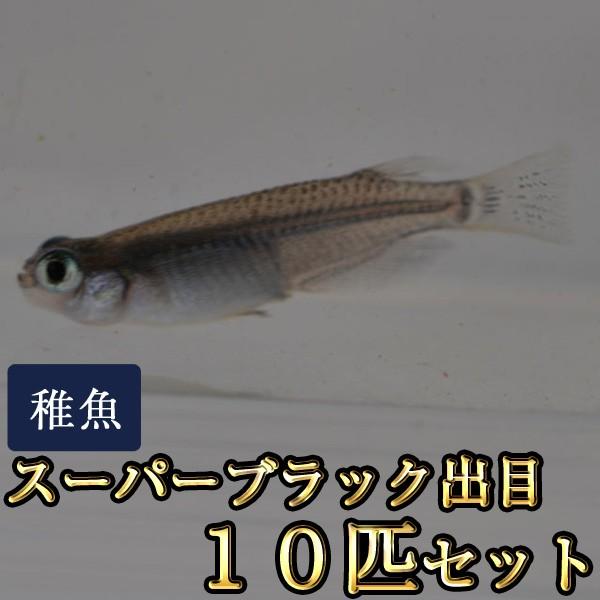 メダカ スーパーブラック出目めだか 未選別 稚魚 Ss Sサイズ 10匹セット 限定大特価 メーカー再生品