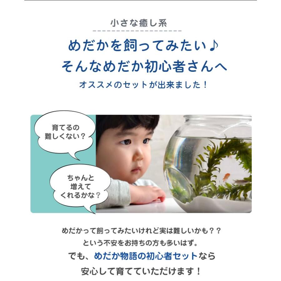 メダカ 送料無料 選べる めだか 初心者セット メダカ10匹 水草 エサ付き 沖縄は別途送料必要 Set10 めだか物語ヤフーショップ 通販 Yahoo ショッピング