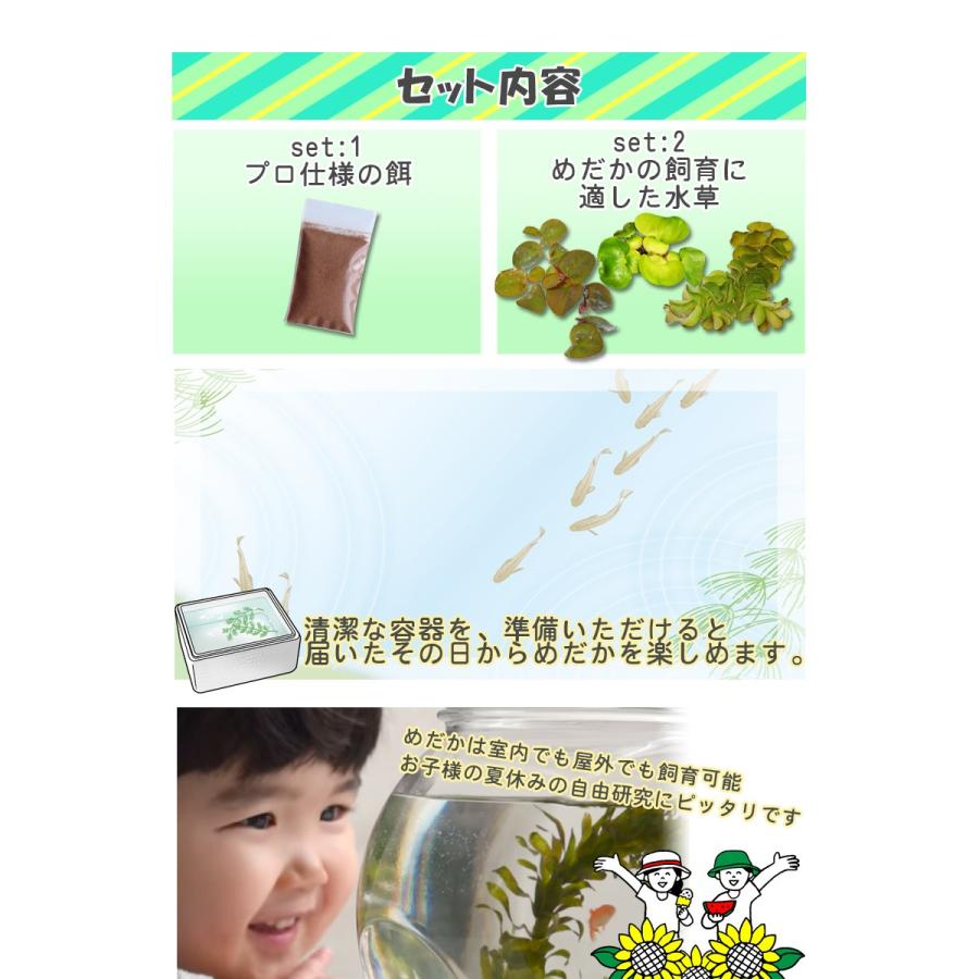 メダカ 送料無料 選べる めだか 初心者セット メダカ10匹 水草 エサ付き 沖縄は別途送料必要 Set10 めだか物語ヤフーショップ 通販 Yahoo ショッピング