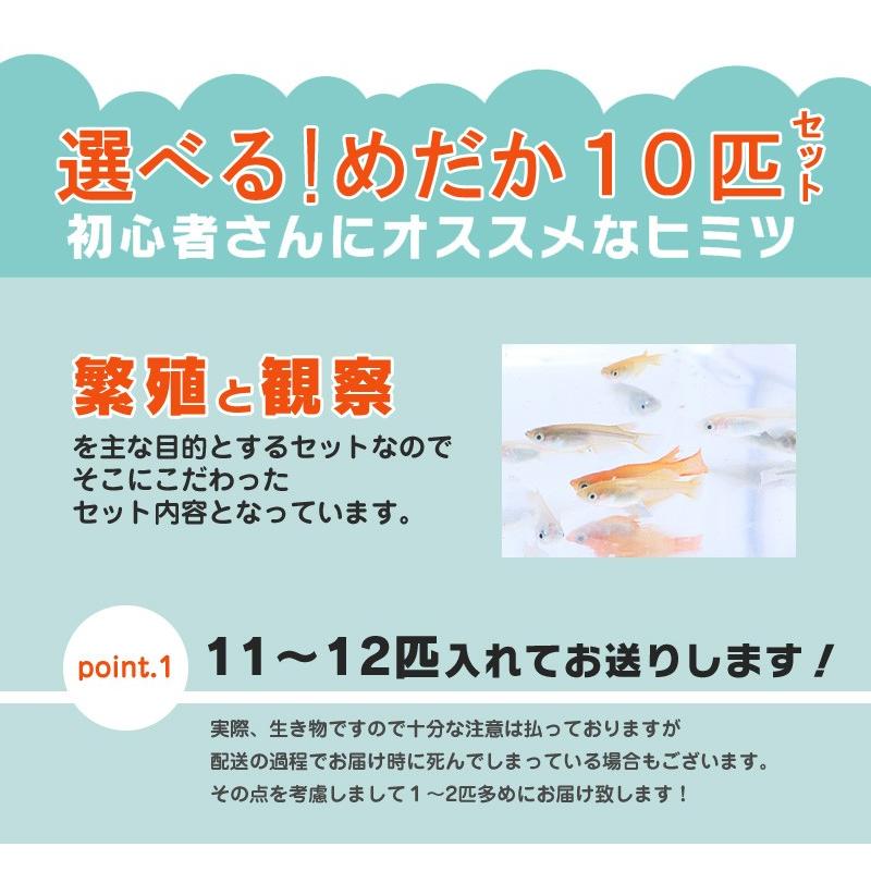 メダカ / 送料無料 選べる！めだか 初心者セット / メダカ10匹 水草 エサ付き （※沖縄は別途送料必要） :set10:めだか物語ヤフーショップ  - 通販 - Yahoo!ショッピング