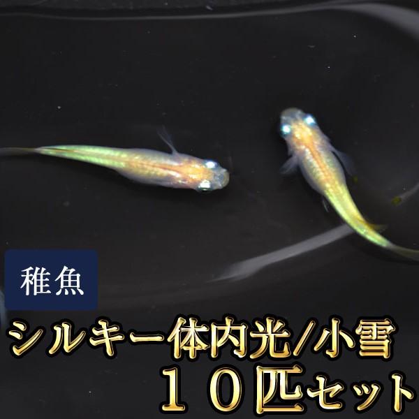 卓出 メダカ 小雪 シルキー体内光めだか 未選別 稚魚 Ss Sサイズ 10匹