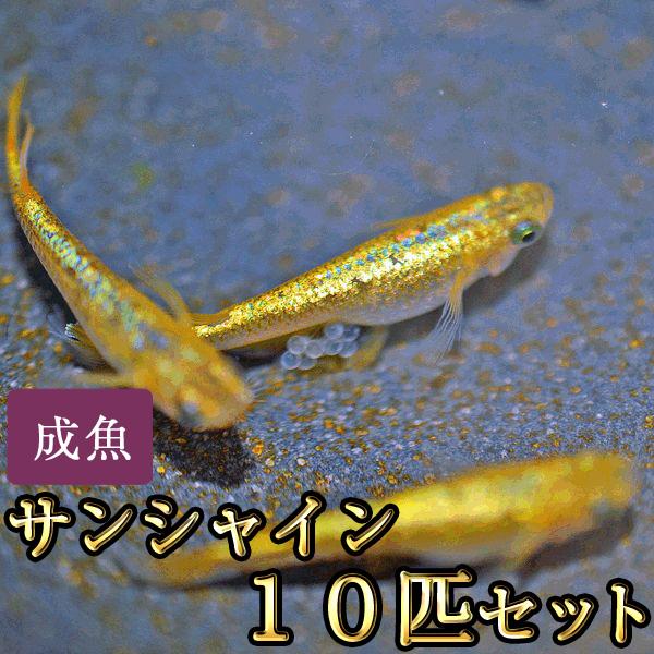 メダカ / サンシャインめだか 10匹セット（Yahoo!・めだか物語ヤフーショップ）