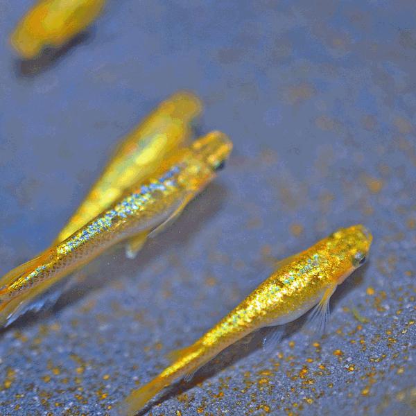 メダカ / サンシャインめだか 未選別 稚魚 SS-Sサイズ 10匹セット