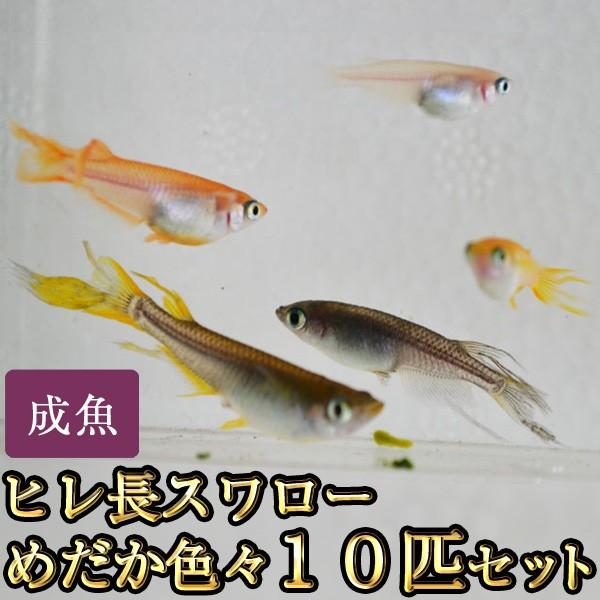 定番 メダカ 送料無料 沖縄は別途送料必要 ヒレ長スワローめだか色々お楽しみ10匹セット