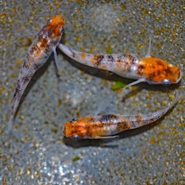 雲州三色メダカ飼育の水槽