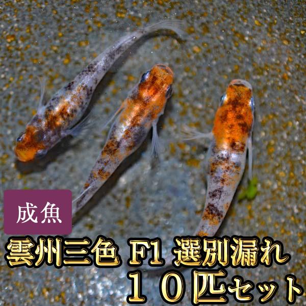 メダカ / 雲州三色めだかF1 選別漏れ 10匹セット（Yahoo!・めだか物語ヤフーショップ）