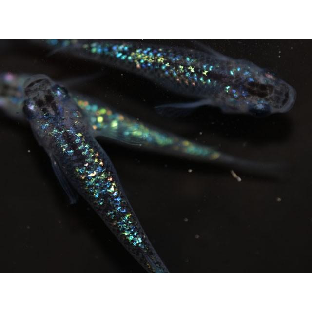 メダカ / 送料無料 オーロラブラックラメめだか 虹色ラメ 未選別 稚魚