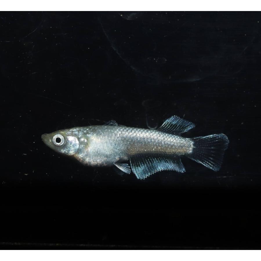 水の生き物 飛輪キッシングワイドフィン 1ペア めだかの箱庭 栃木本店